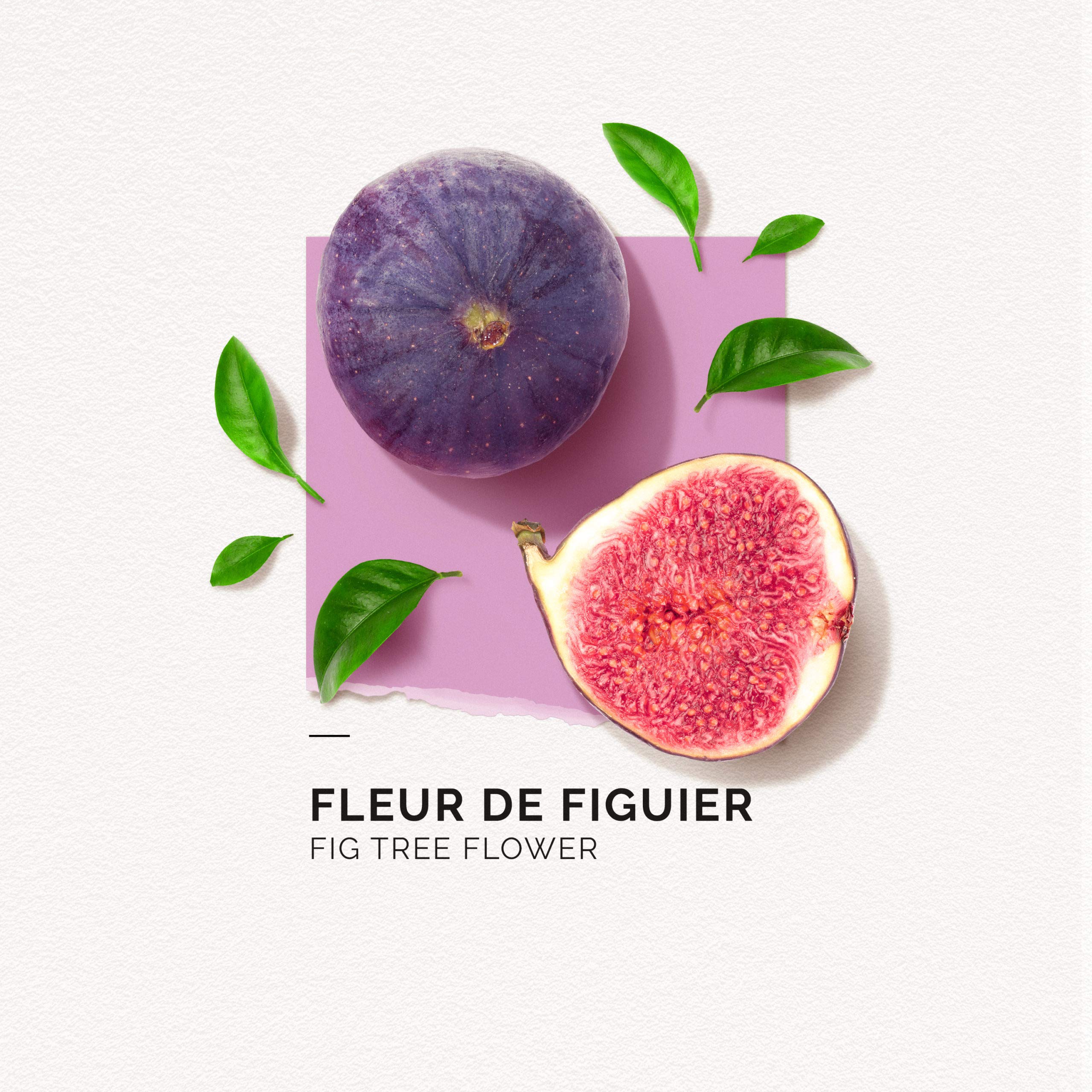 Solinotes Paris Fleur de Figuier Fig Tree Flower Eau de Parfum Spray, 50 ml