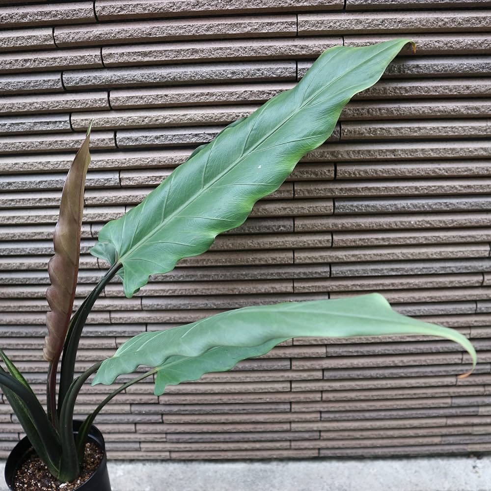 アロカシア ラウテルバキアナ アルボ Amazon｜アロカシア・ラウテルバキアナ 3.5号ロングポット仕立て【品種