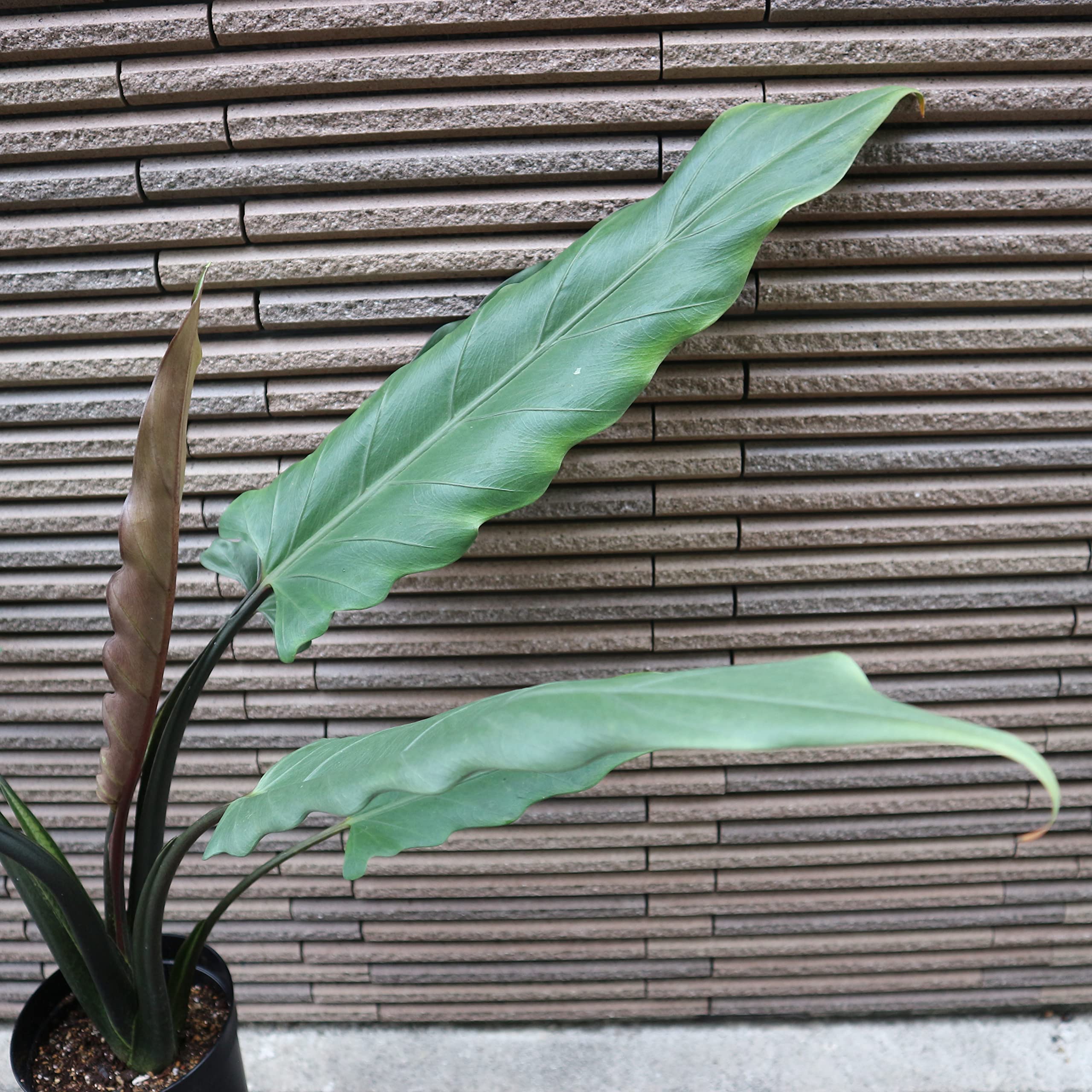 Amazon|アロカシア・ラウテルバキアナ 3.5号ロングポット仕立て【品種 Amazon|アロカシア・ラウテルバキアナ 3.5号ロングポット仕立て【品種