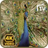 孔雀のスクリーンセーバー 4K - 鳥の鳴き声と自然の音