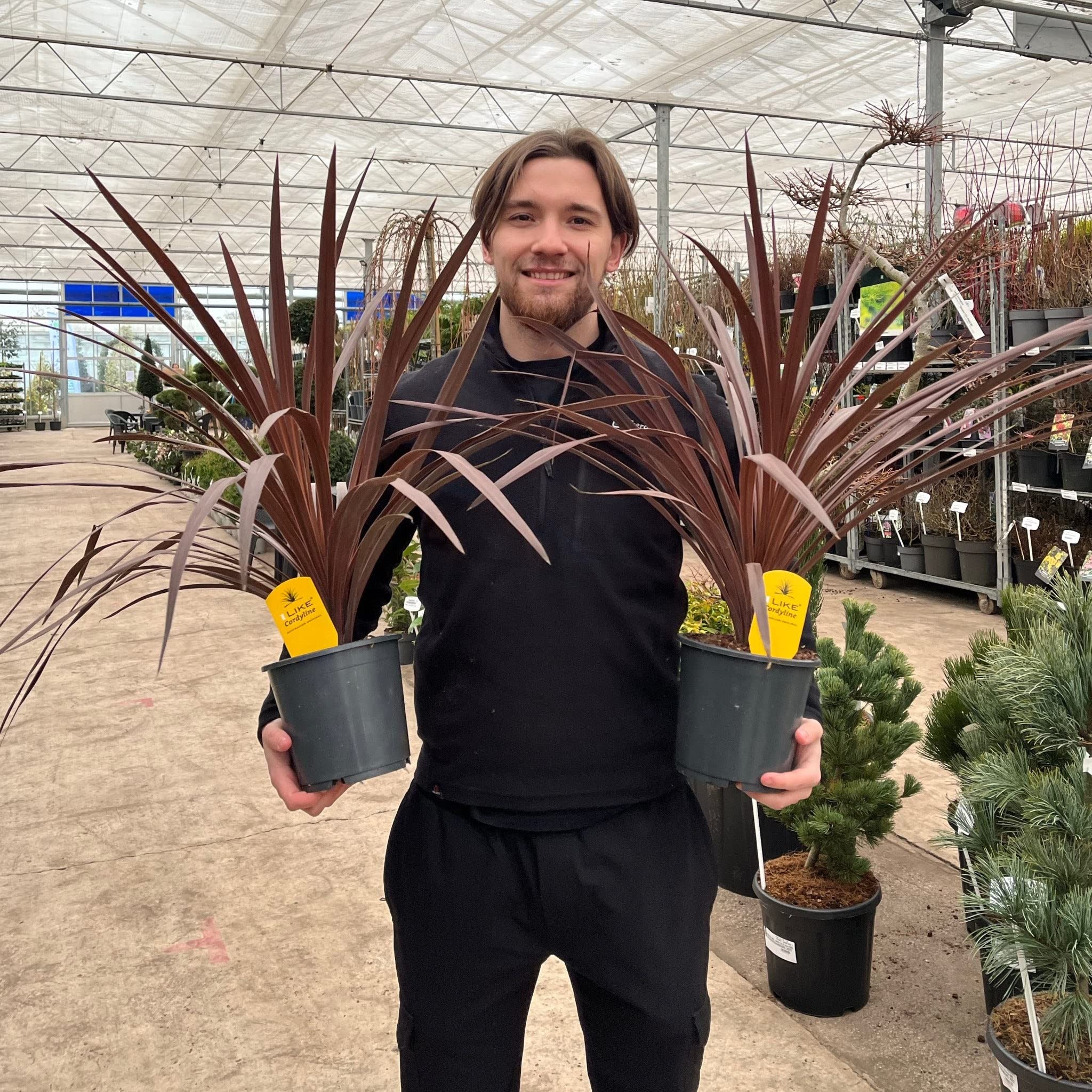 1 Cordyline Australis | Large Red Cordyline | 70-80cm | Large Plant Just Like Our Photo