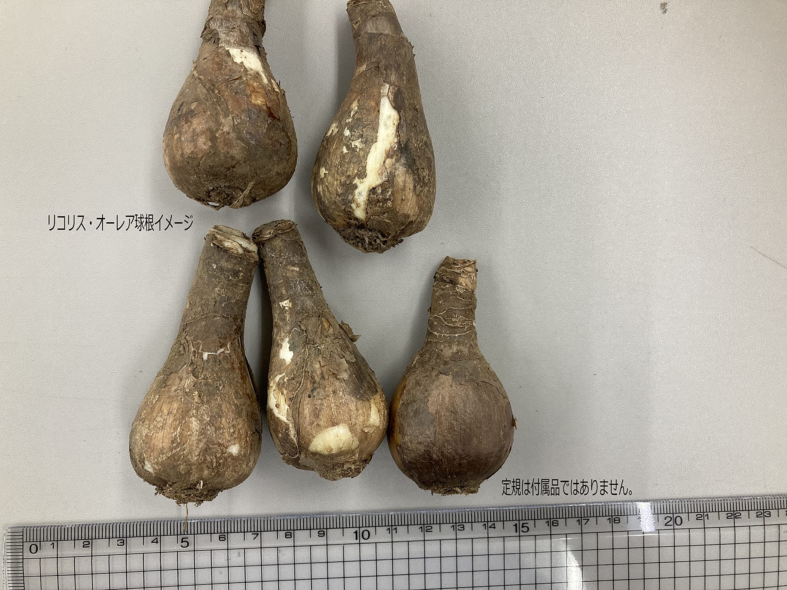 Amazon | リコリス・オーレア（Lycoris traubii）球根 5球 | 球根