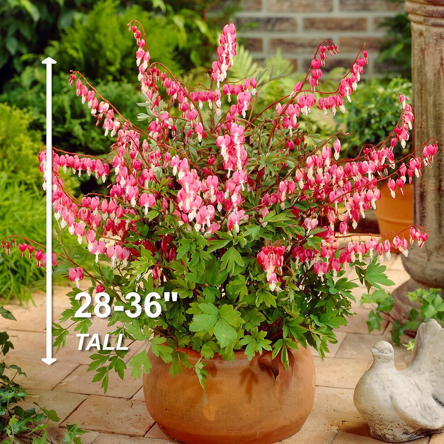 Garden State Bulb Bleeding Heart Dicentra Spectabilis Bare Roots, Spring (Bag of 12)