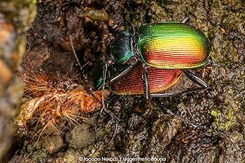 AstrHori アストロリ 28mm F13 Macro 2：1 Amazon | AstrHori アストロリ 28mm F13 Macro 2:1 ペリスコープ