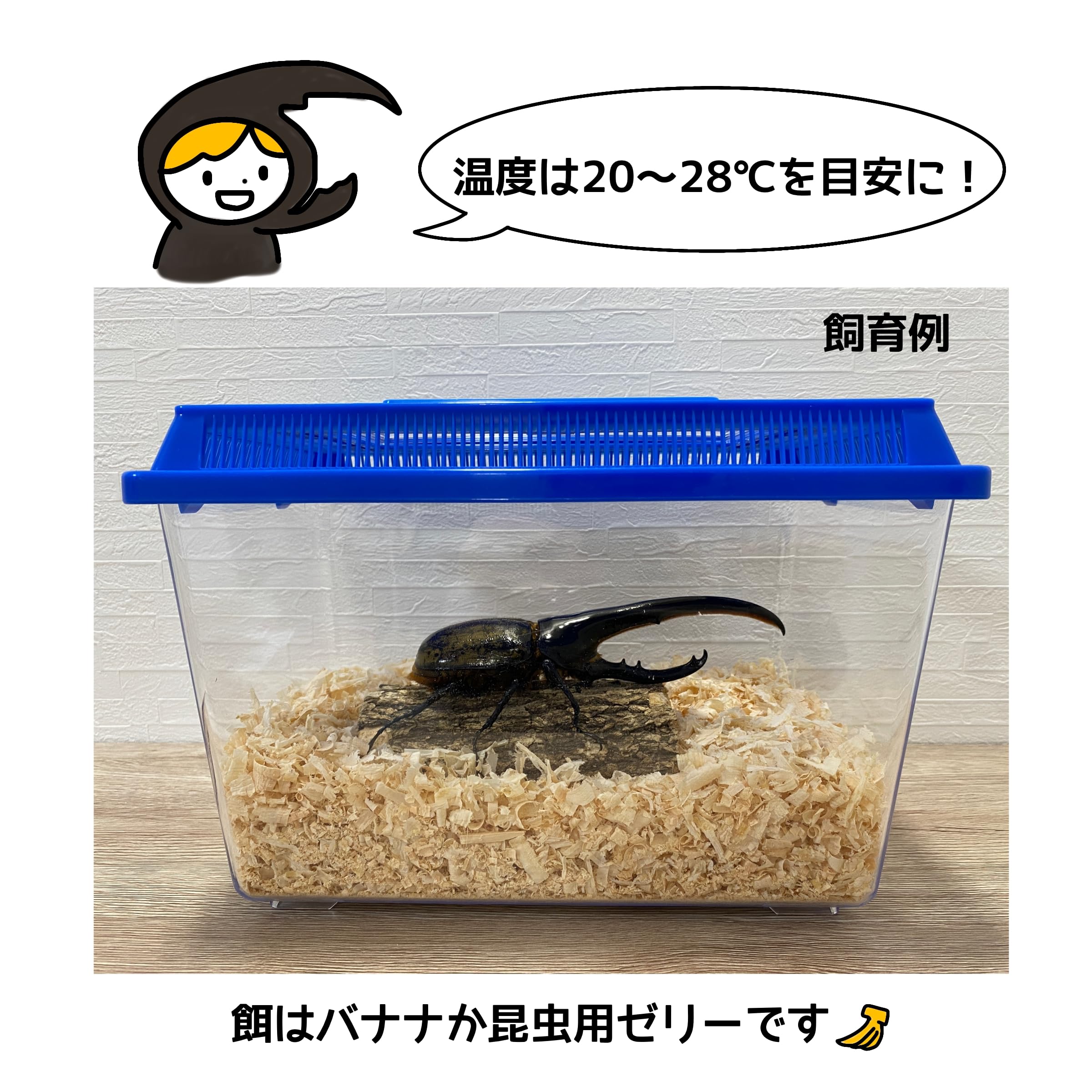 Amazon | 【アートオブヘラクレス】へラクレスオオカブト 大型サイズ