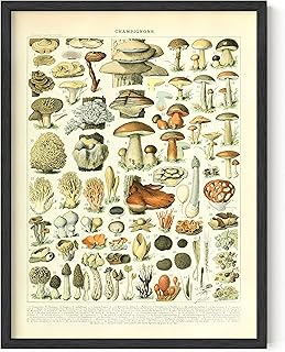 HAUS AND HUES Vintage Mushroom Poster - Adolphe Millot Art Print, Mushroom Wall Art, Botany Cottagecore Wall Décor, Vintage Plant Poster UNFRAMED 12"x16"