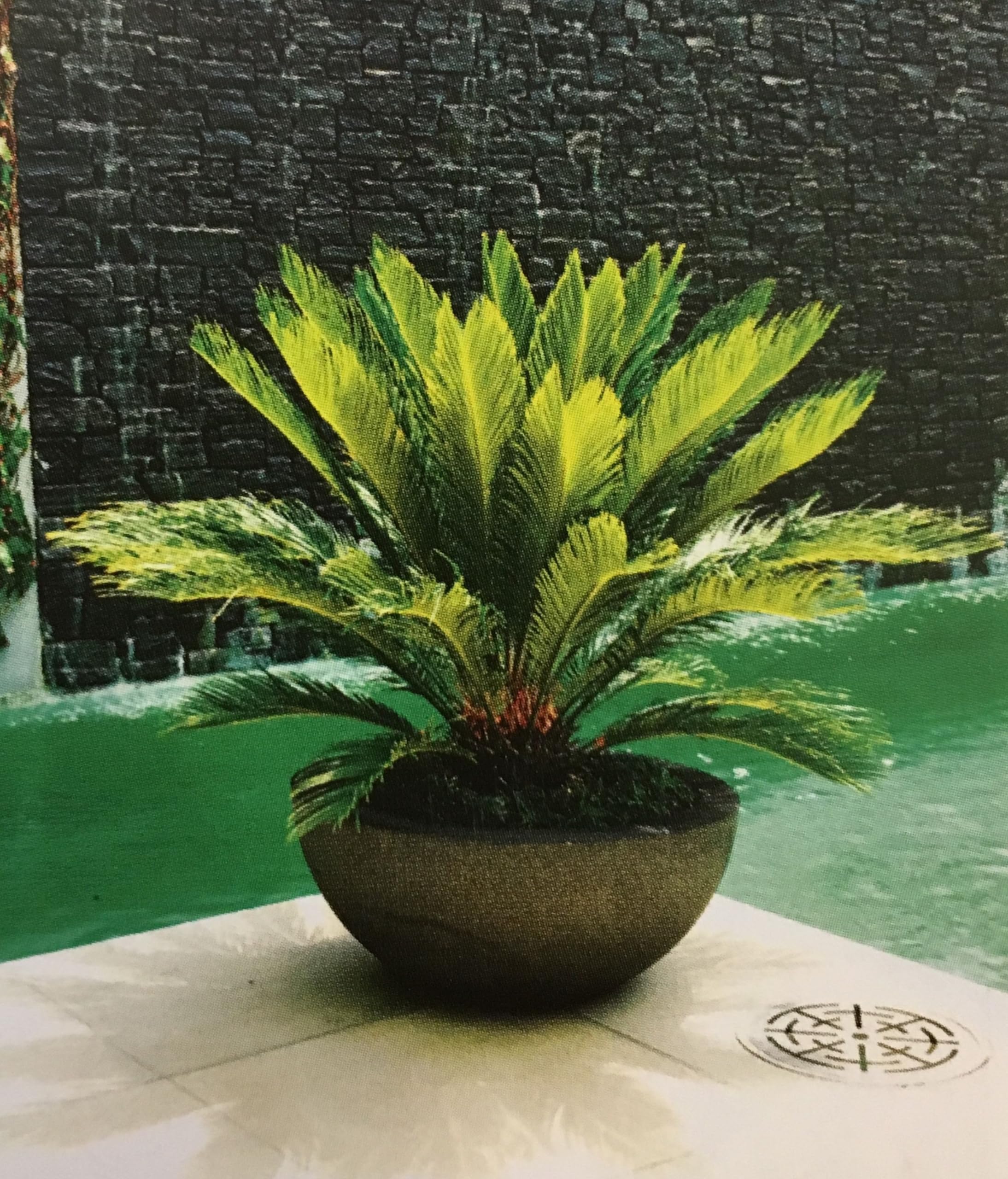 BeGrin Cycas Live Plant Cycus Revoluta Sotetsu King Sago Cycad Japanese Sago Palm Pack of 1 Healthy Live Plant for Home Garden Without Pot (B0D2DKQZGX) Amazon Price History, Amazon Price Tracker