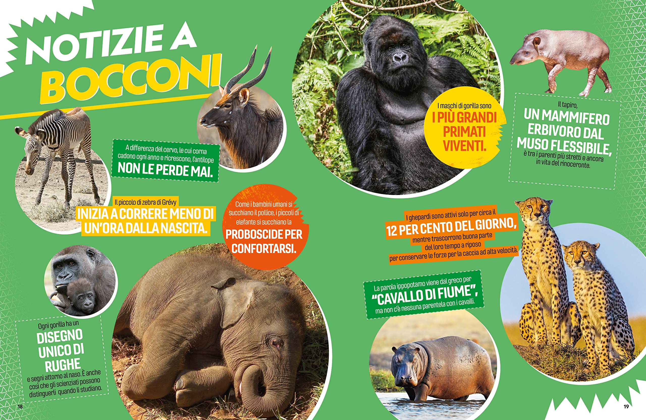 Il grande libro degli animali dell'Africa. Ediz. a colori