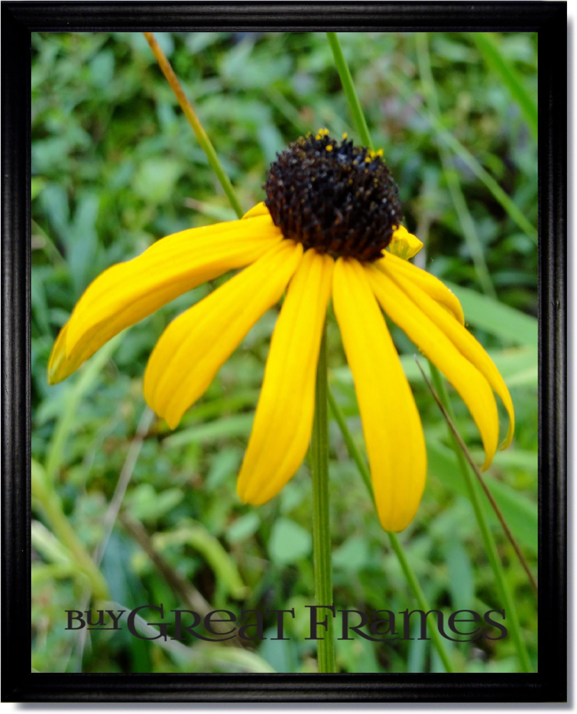 Set of 12 - Simple 4x6 Black Wood Picture Frames and Clear Glass