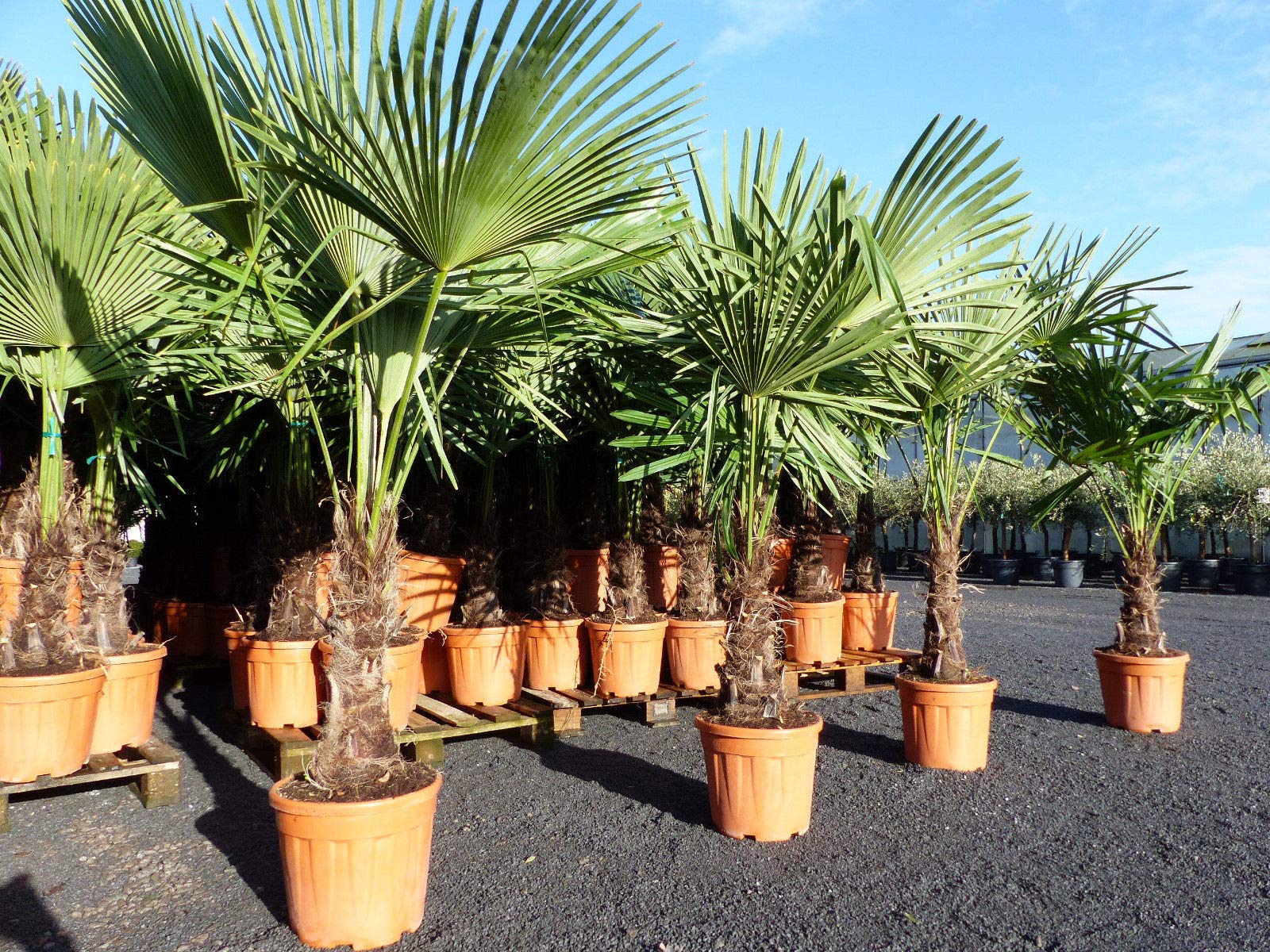 XXL Palme winterhart 140-160 cm Trachycarpus fortunei, Hanfpalme, Top-Qualität