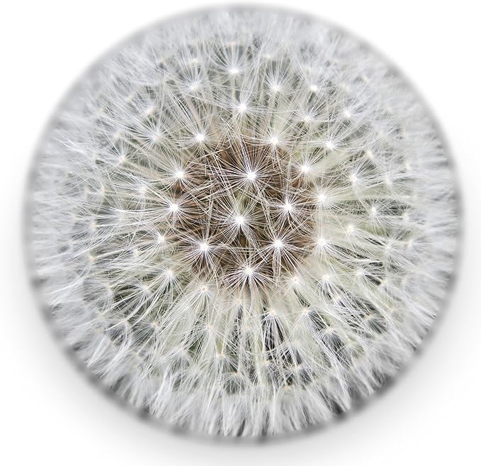 Dandelion Paperweight Made from a Real Dandelion (Full