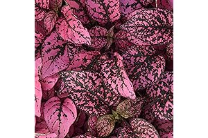 Outsidepride 50 Seeds Perennial Rose Hypoestes Flower Seeds for Planting