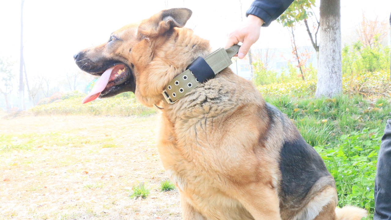 extra large breed dog collars