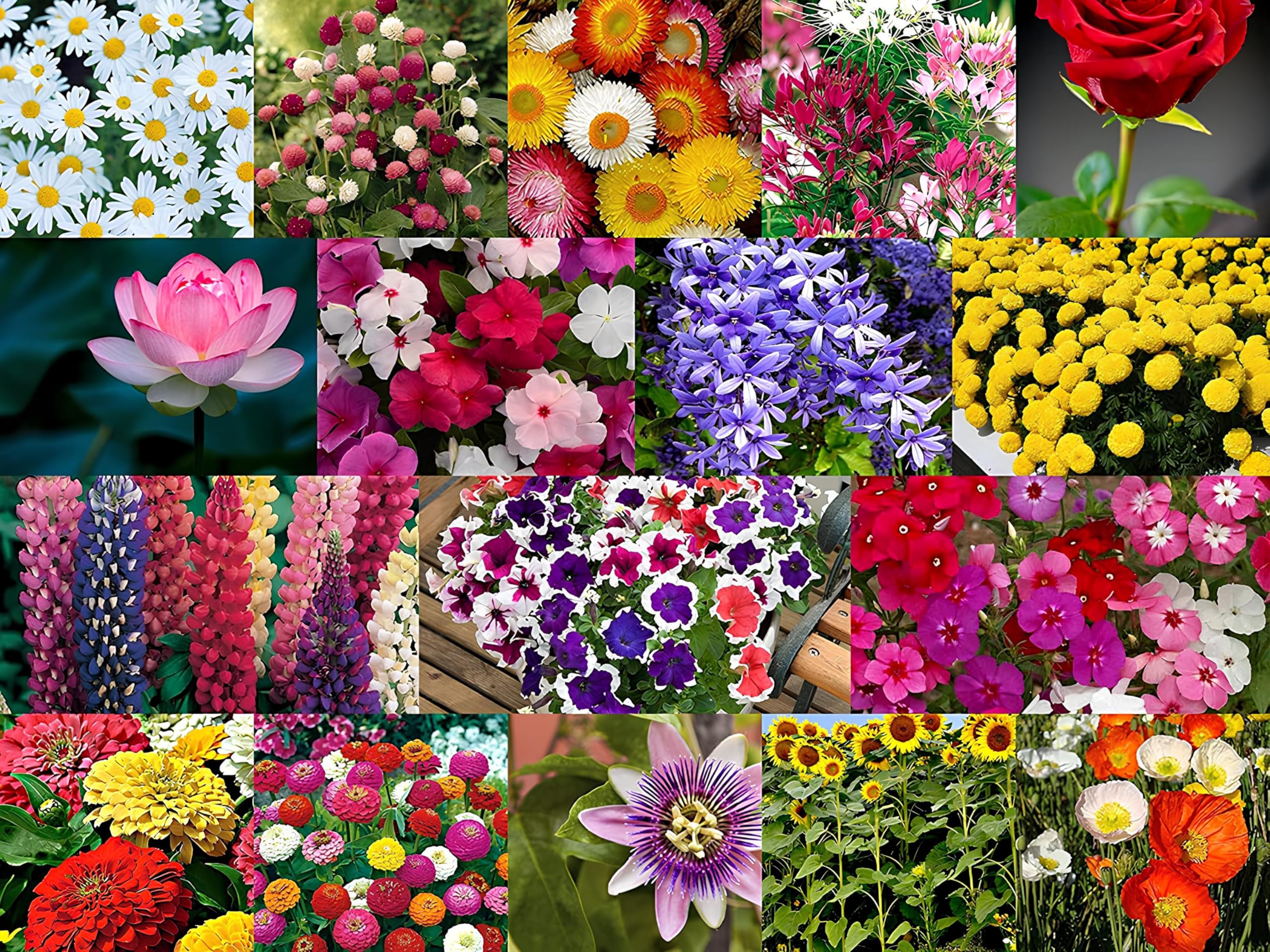Low Maintenance Hybrid Flower Seeds Combo Pack- All Year Flower Seeds Supply (50 VARIETIES) - Image 6 thumbnail