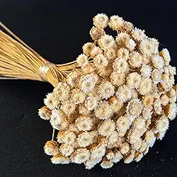 Flor Sempre Viva Botão Jazida, Flores Secas Naturais para Decoração, Buquê Artesanal (BRANCA)