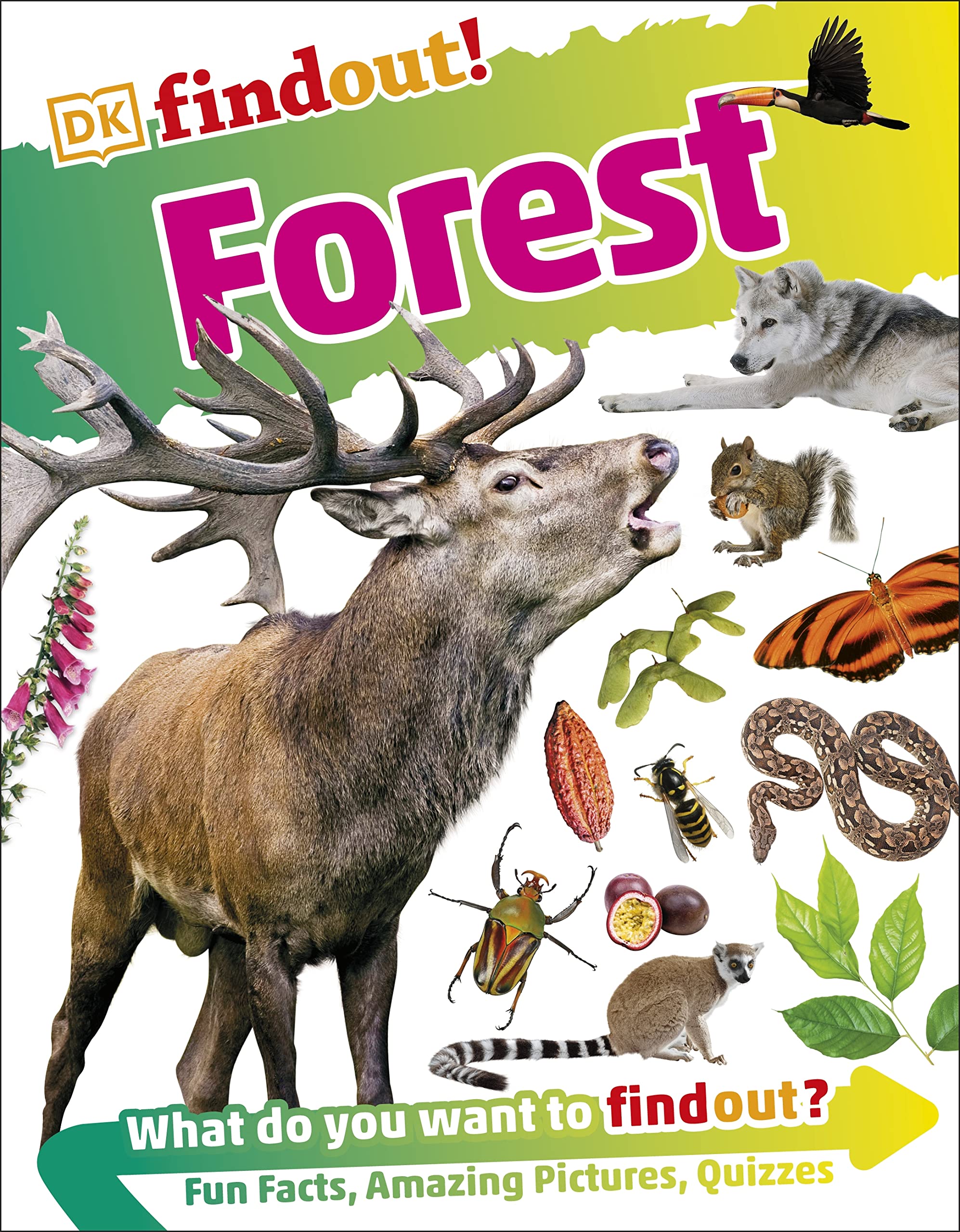DKfindout Forest by DK PAPERBACK 9780241284971