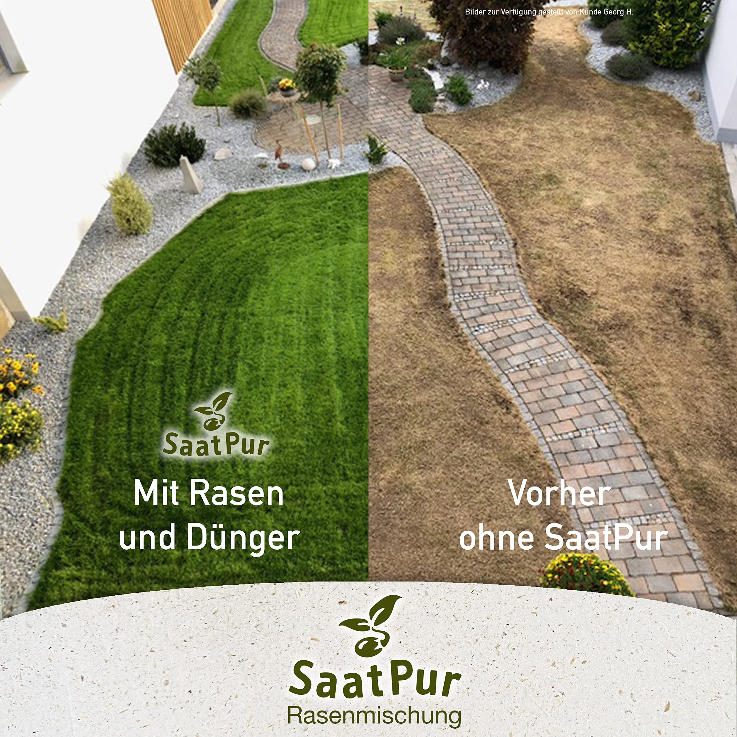 SaatPur® Rasensamen Schattenrasen Dürreresistent 5kg für ca. 150 m², Mehrjährige Rasemischung aus mehreren Rasenarten, meistens 4 bis 5, satt grün, schnellkeimend, hitzetolerant, Neusaat und Nachsaat