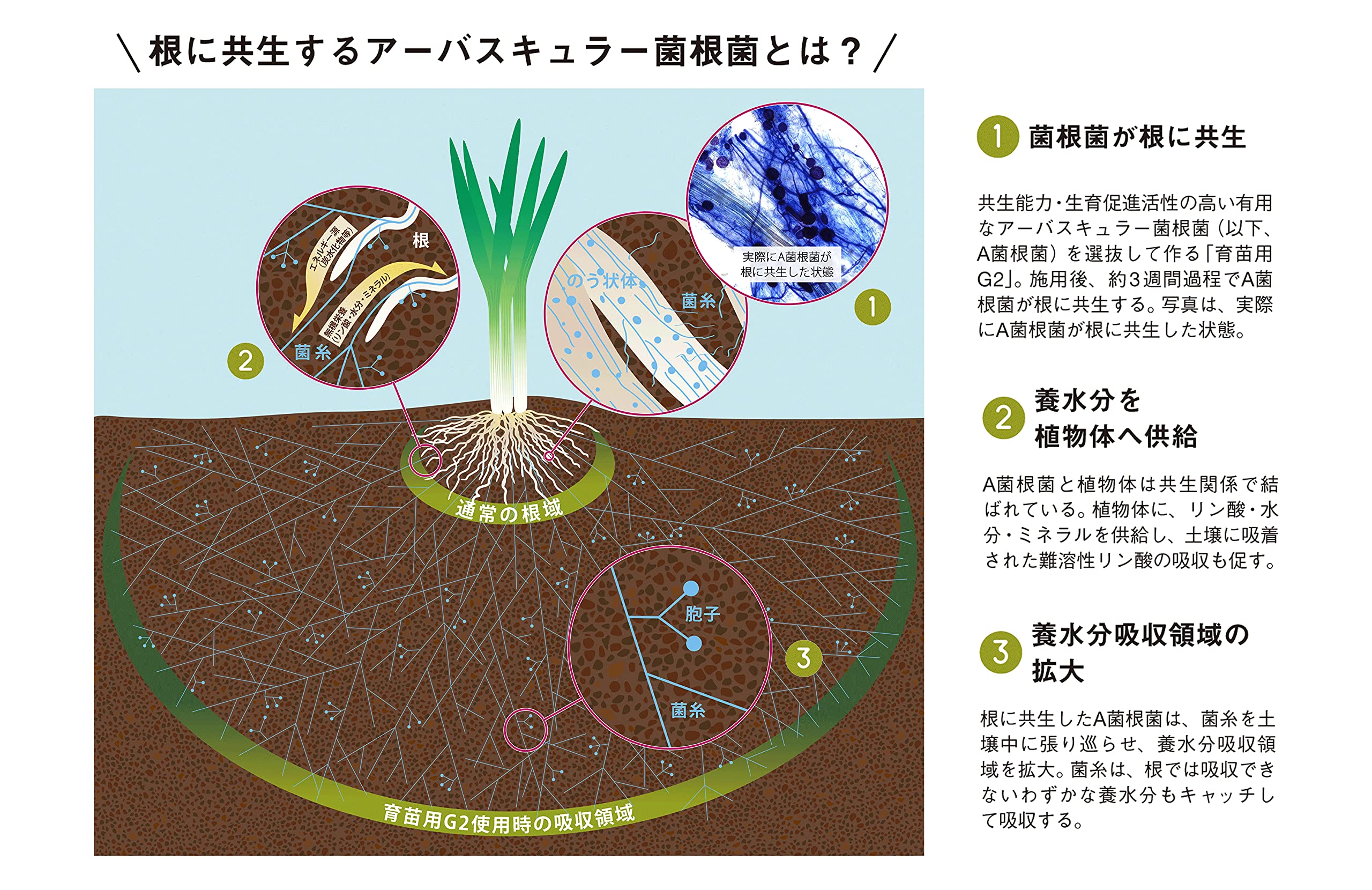 Amazon | VA菌根菌資材「育苗用G2」1kg（松本微生物研究所） | 肥料