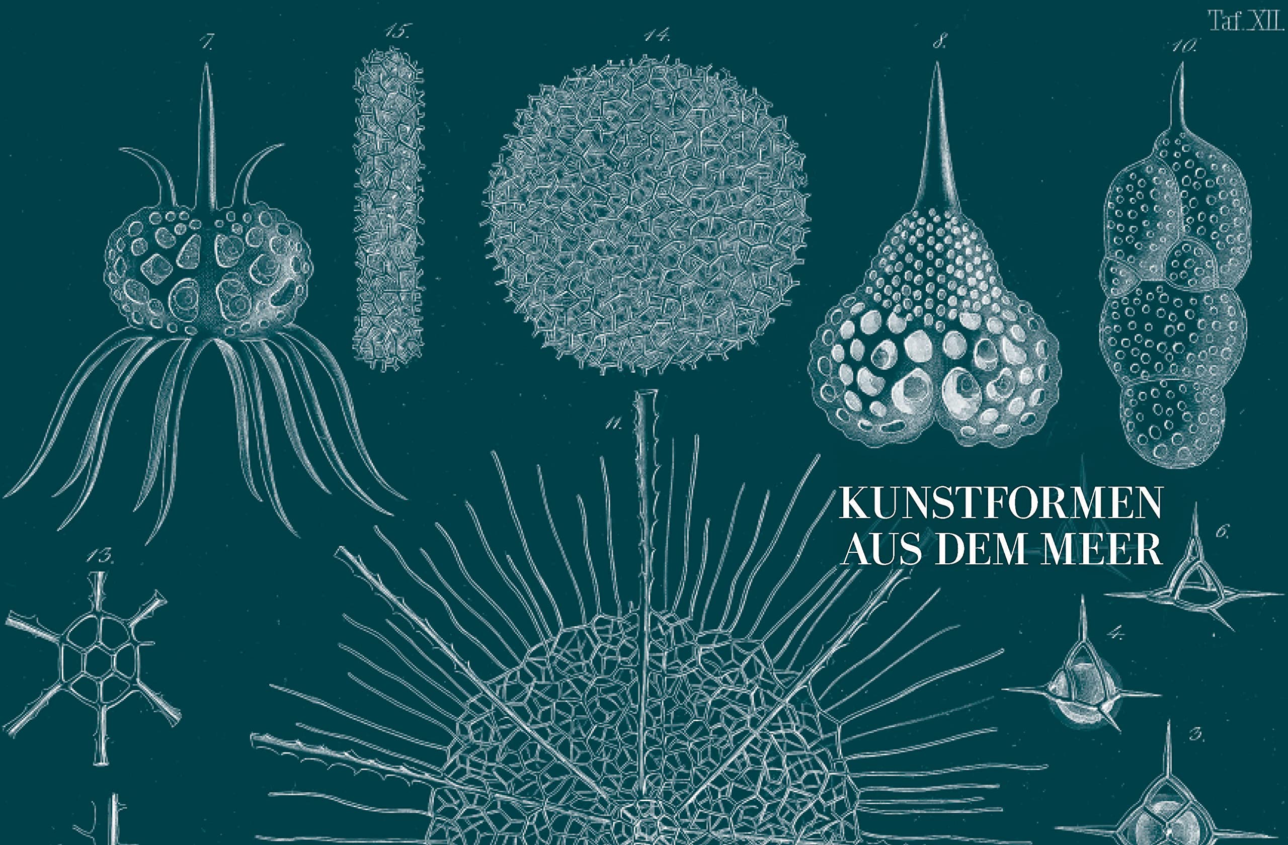 Ernst Haeckel: Kunstformen der Natur - Kunstformen aus dem Meer