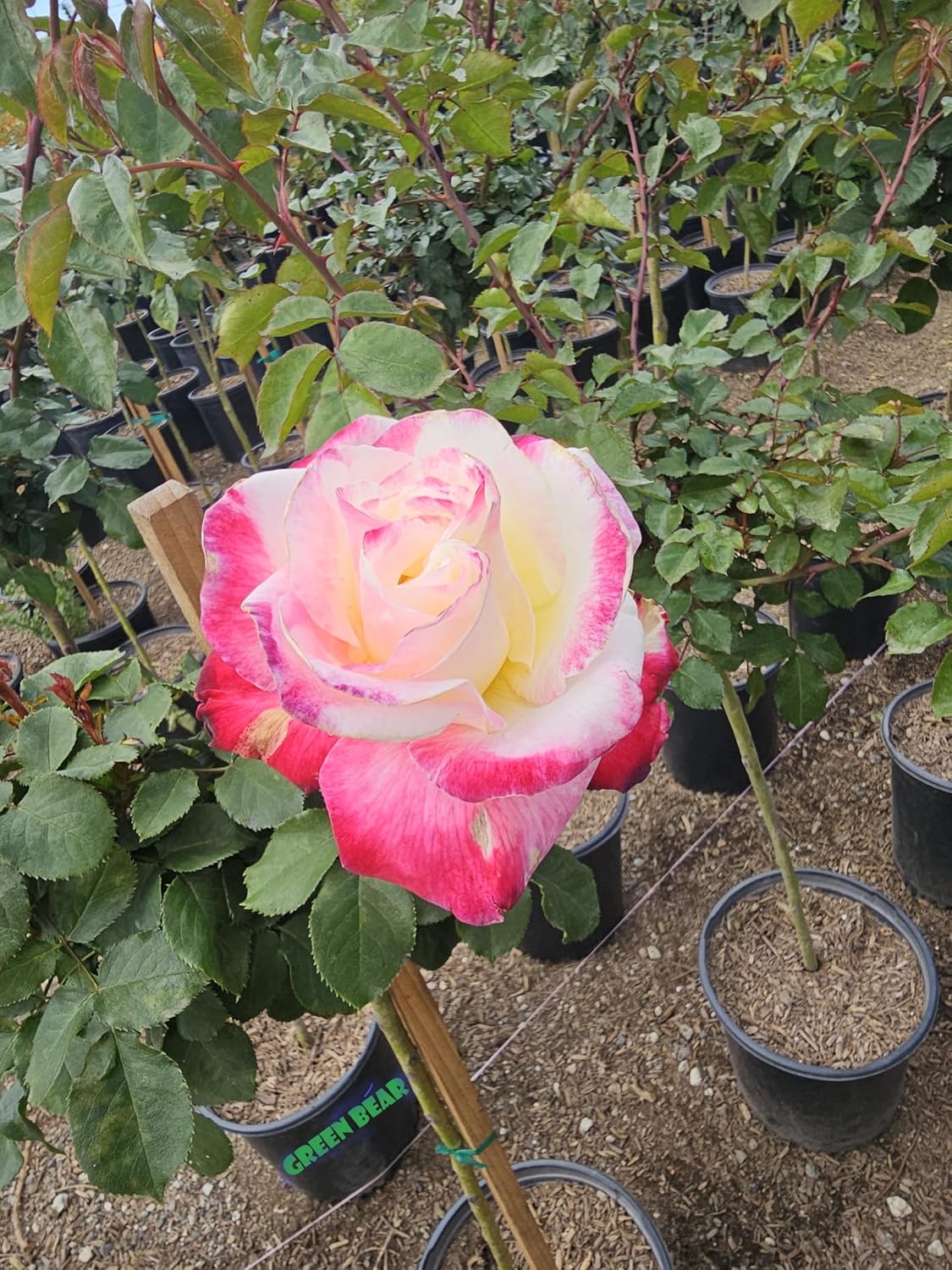Rose Tree 4-5 Feet | Live Flowering Tree for Outdoor Planting | Reblooming Flowers All Year Long, 5 Gall Potted (Double Delight, 5 Gallon)