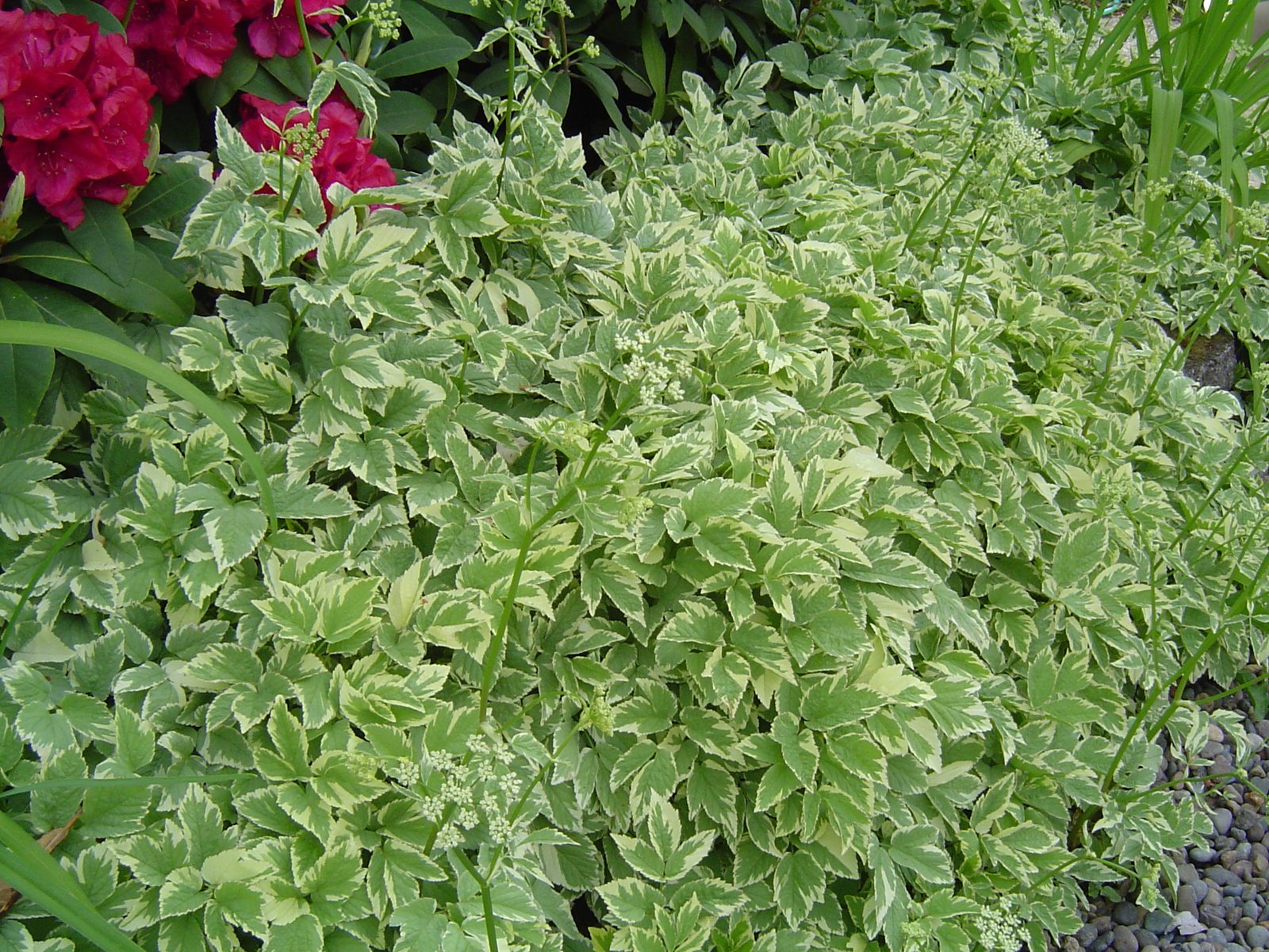 Heirloom Snow on The Mountain Bishop's Gout Plant Seeds (Bishop's Weed)