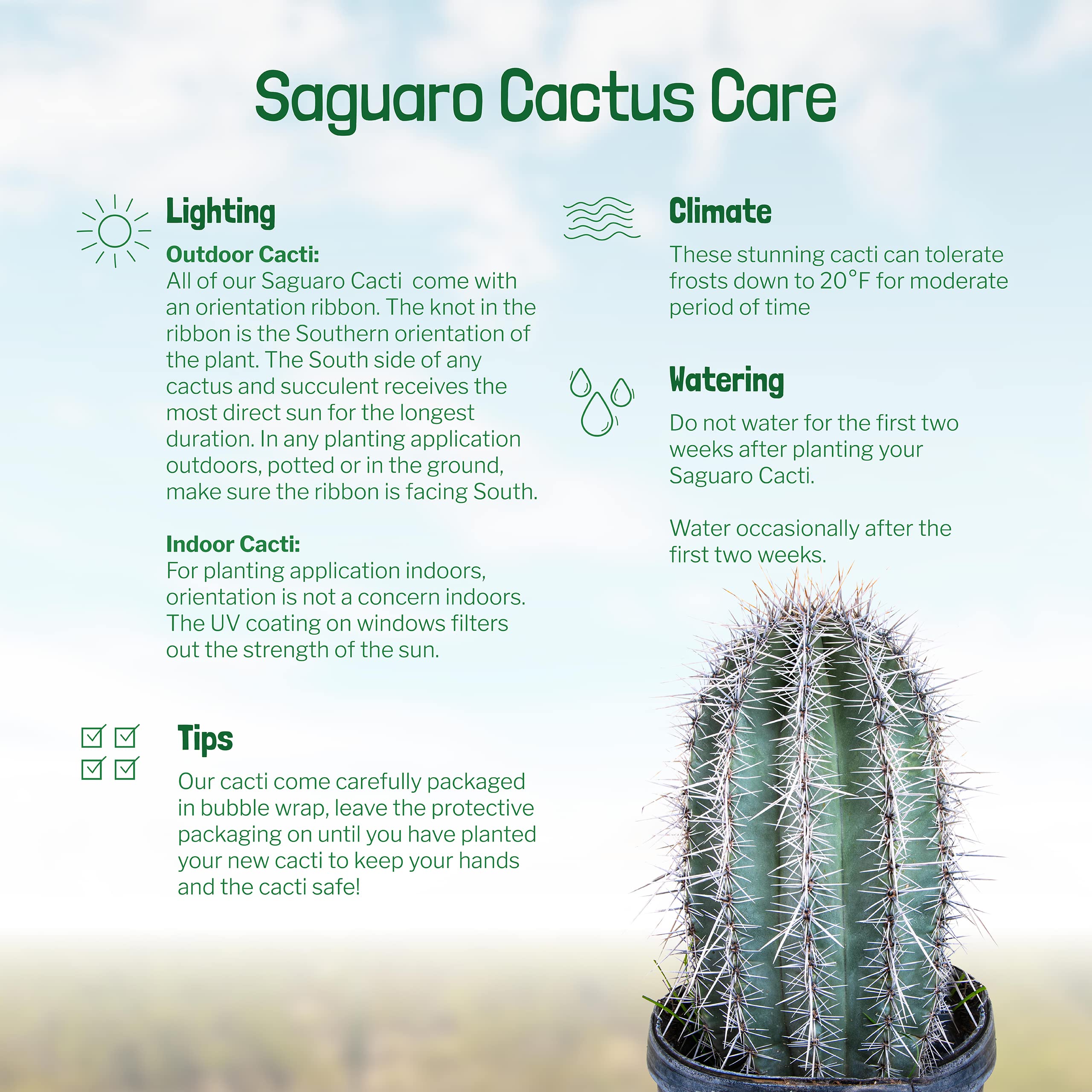 Amazon.com : Cactus Outlet - Live Saguaro Cactus, Cactus Plants Live, Live  Cactus 4' - Live Plants Indoor & Outdoor Use, Rare Large Live Cactus -  Landscape Ready Large Cactus Plant Live :