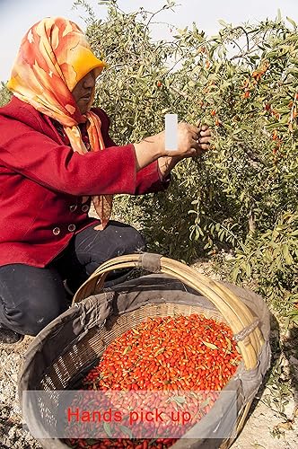 Miniatura 5 de Wholeberry gouqi de goji orgánicas, bayas de lobo 16oz  Crudas, veganas, sin gluten, superalimento alto en proteína vegetal, fibra dietética,