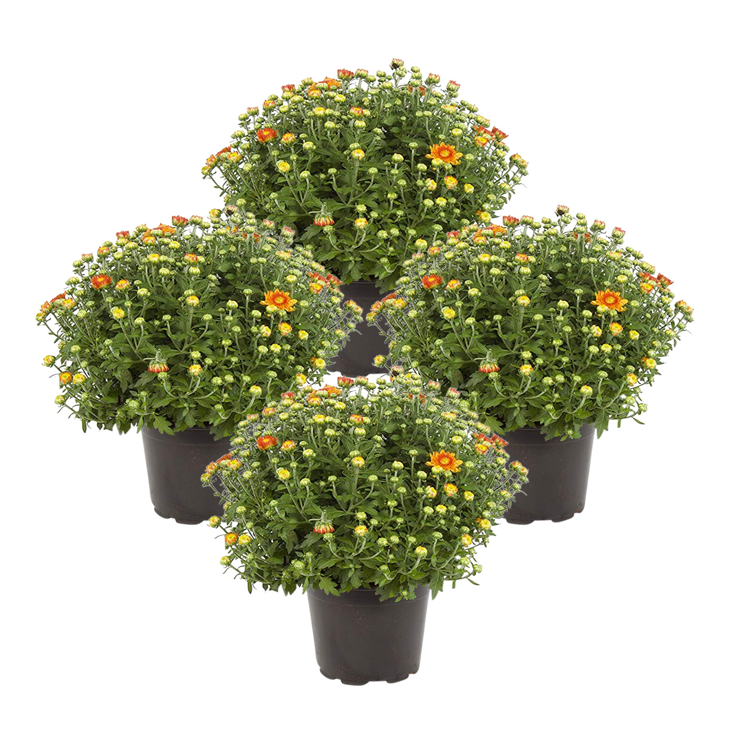 8" Fall Mums - Bronze/Orange (4 Pack)