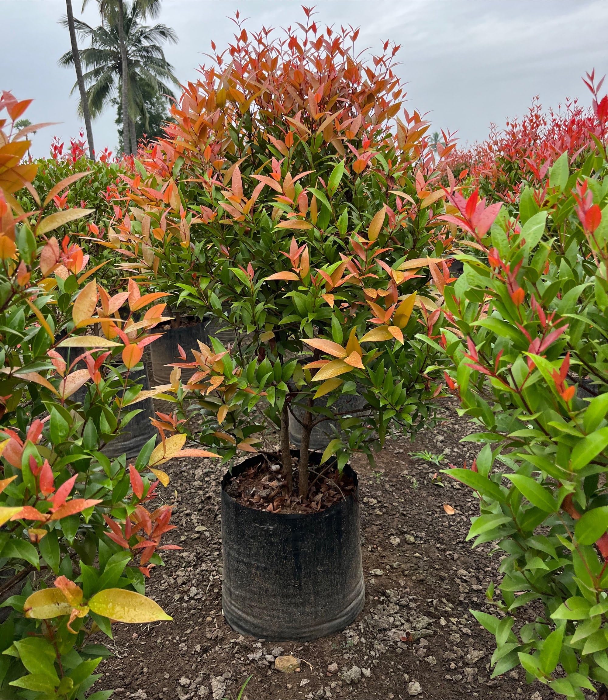 Online plant bazar Syzygium Campanulatum, Christina tree Live Plant-SZ01 :  Amazon.in: Garden & Outdoors