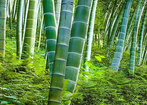 Más de 200 semillas de bambú para plantar | Exótico y de rápido crecimiento | Enviados desde Iowa, EE. UU. | Paisajismo, privacidad, interior o