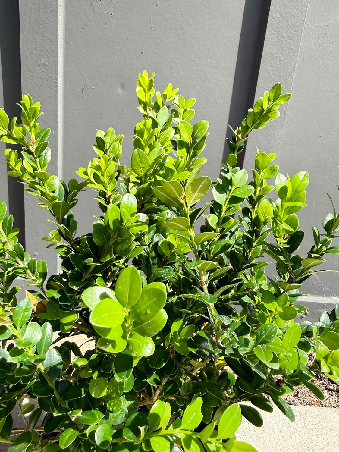 My Shelfie – Green Beauty Boxwood (Buxus microphylla ‘Green Beauty’), 1-Gallon Live Evergreen Shrub for Hedges, Borders, Topiary, and Outdoor Landscape Décor (3)