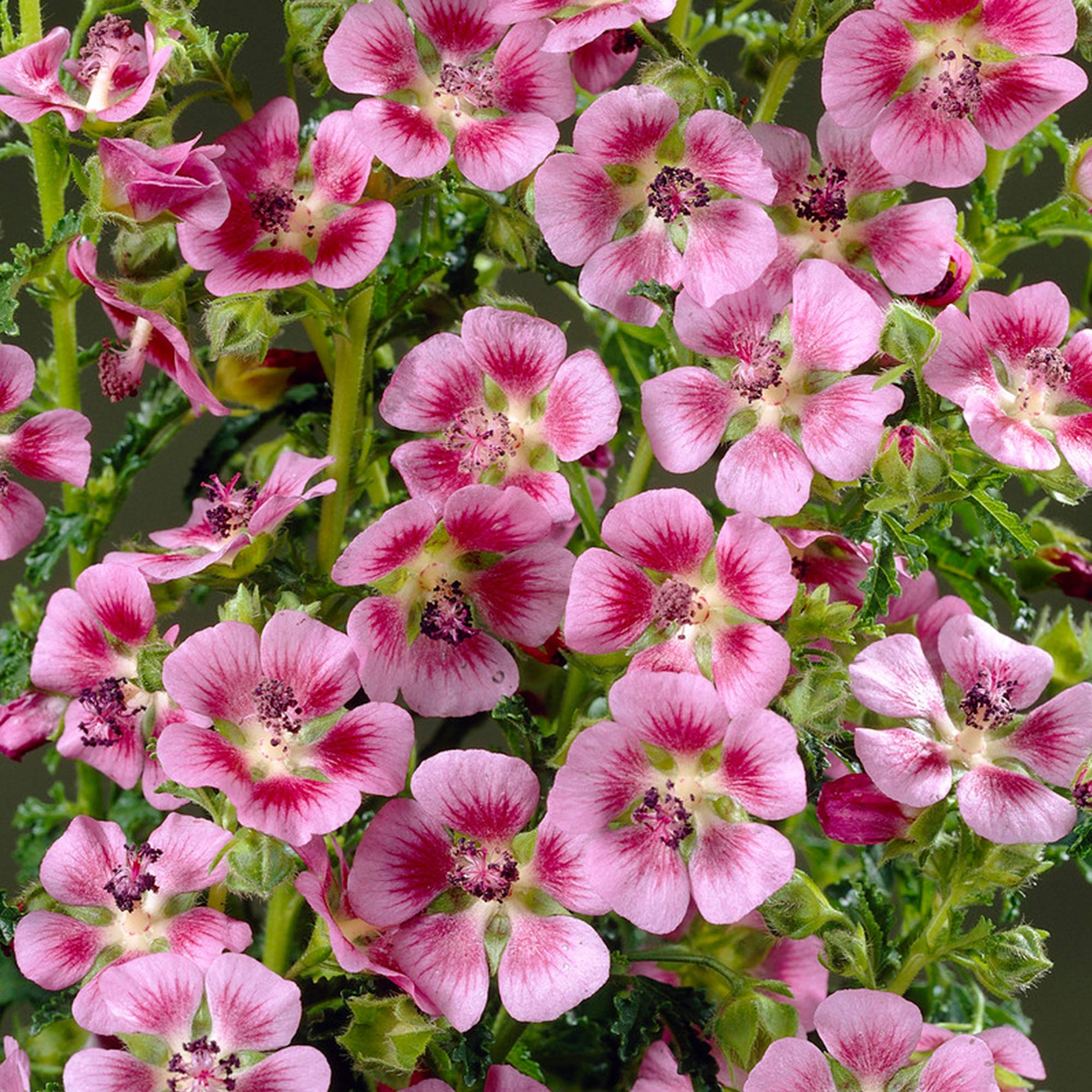 Anisodontea Elegans Princess - Cape Mallow | Evergreen Flowering Garden Shrub (15-30cm Incl. Pot)