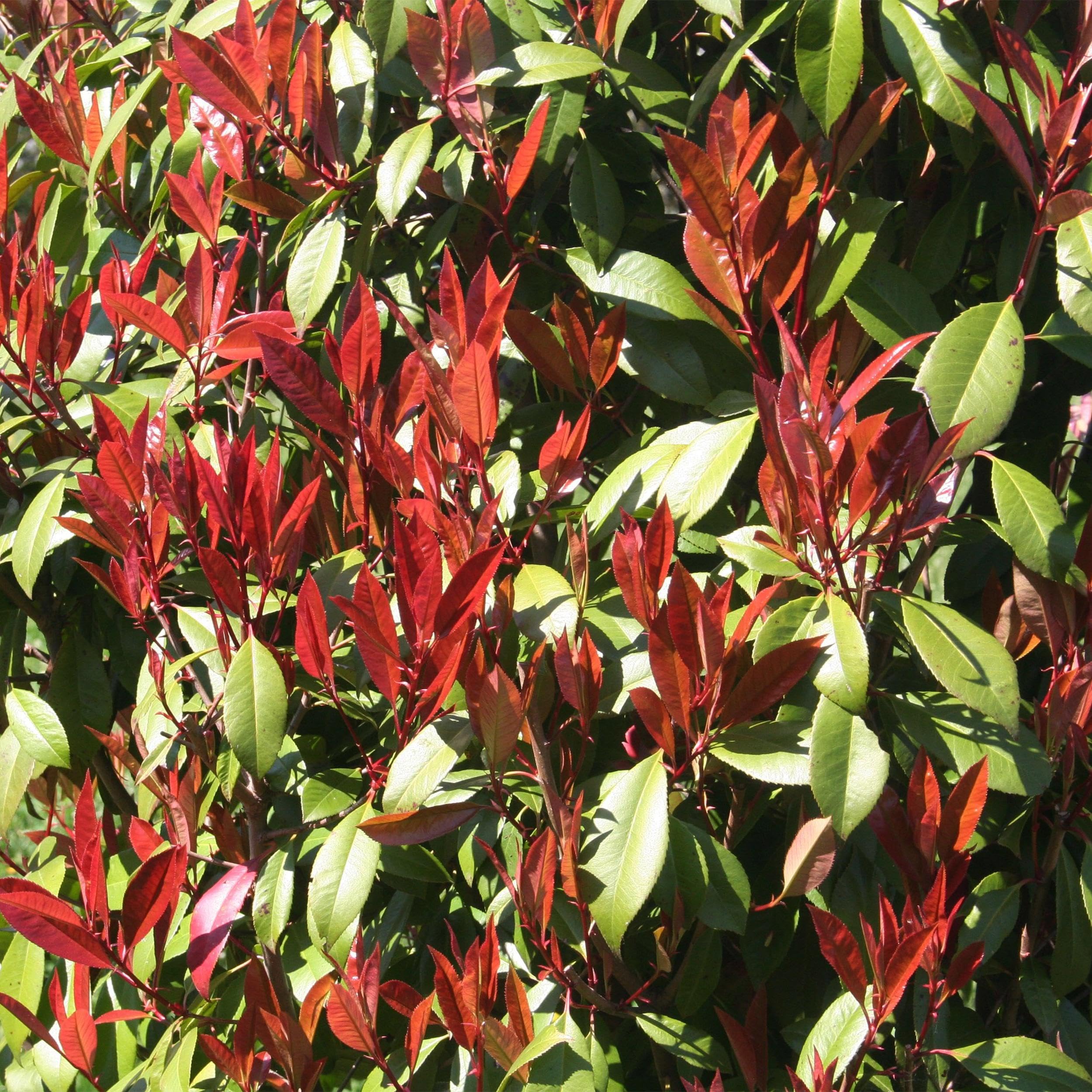 GreenboutiQ - Plante sur tige - Photinia fraseri Carre Rouge - Plante de terrasse - Persistante - Résistante au gel - Feuillage vert-rouge - Pot 19cm Hauteur 90cm
