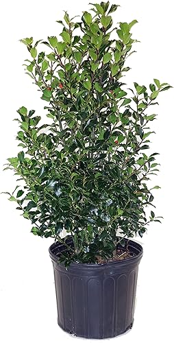 Vista 16 de Ganadores probados - Ilex x meserveae Castle Spire (Acebo) Evergreen, 3 - Contenedor