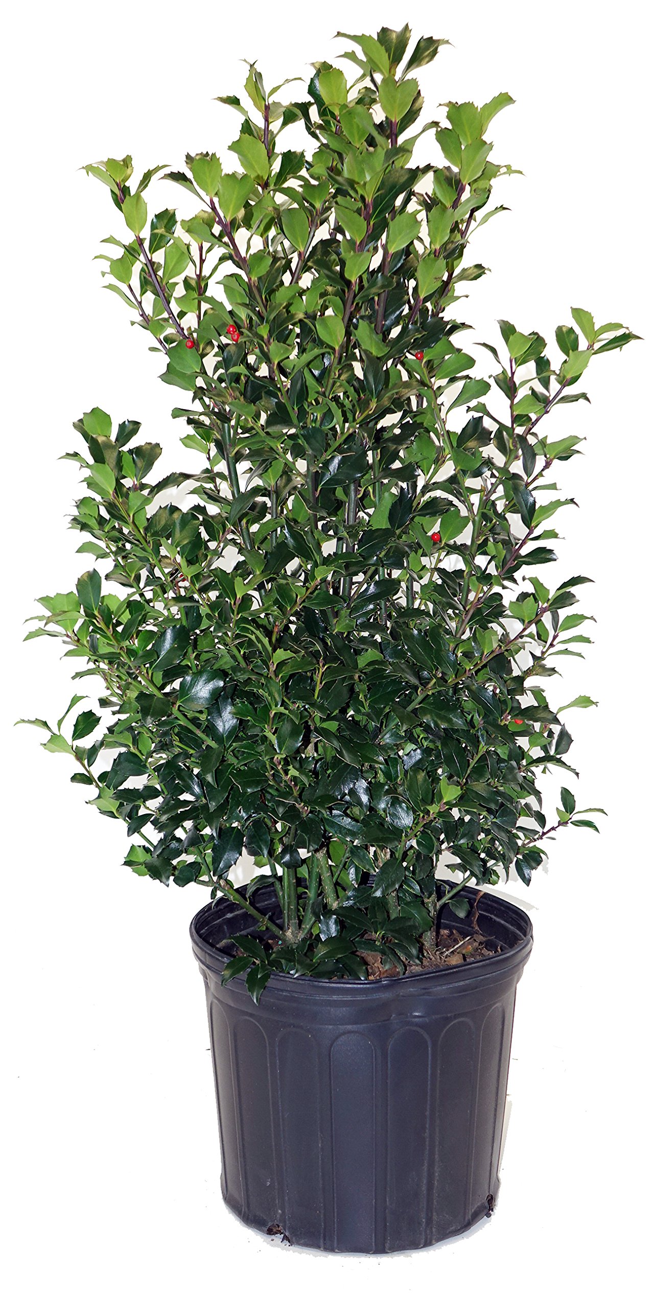 Ilex X meserveae 'Blue Maid' Holly