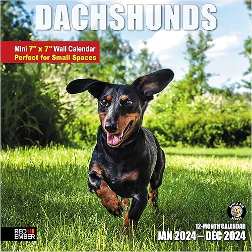 Red Ember - Mini calendario de pared para espacios pequeños, Dachshunds 2024 para colgar mensualmente, solo 7 x 14 pulgadas de apertura, papel