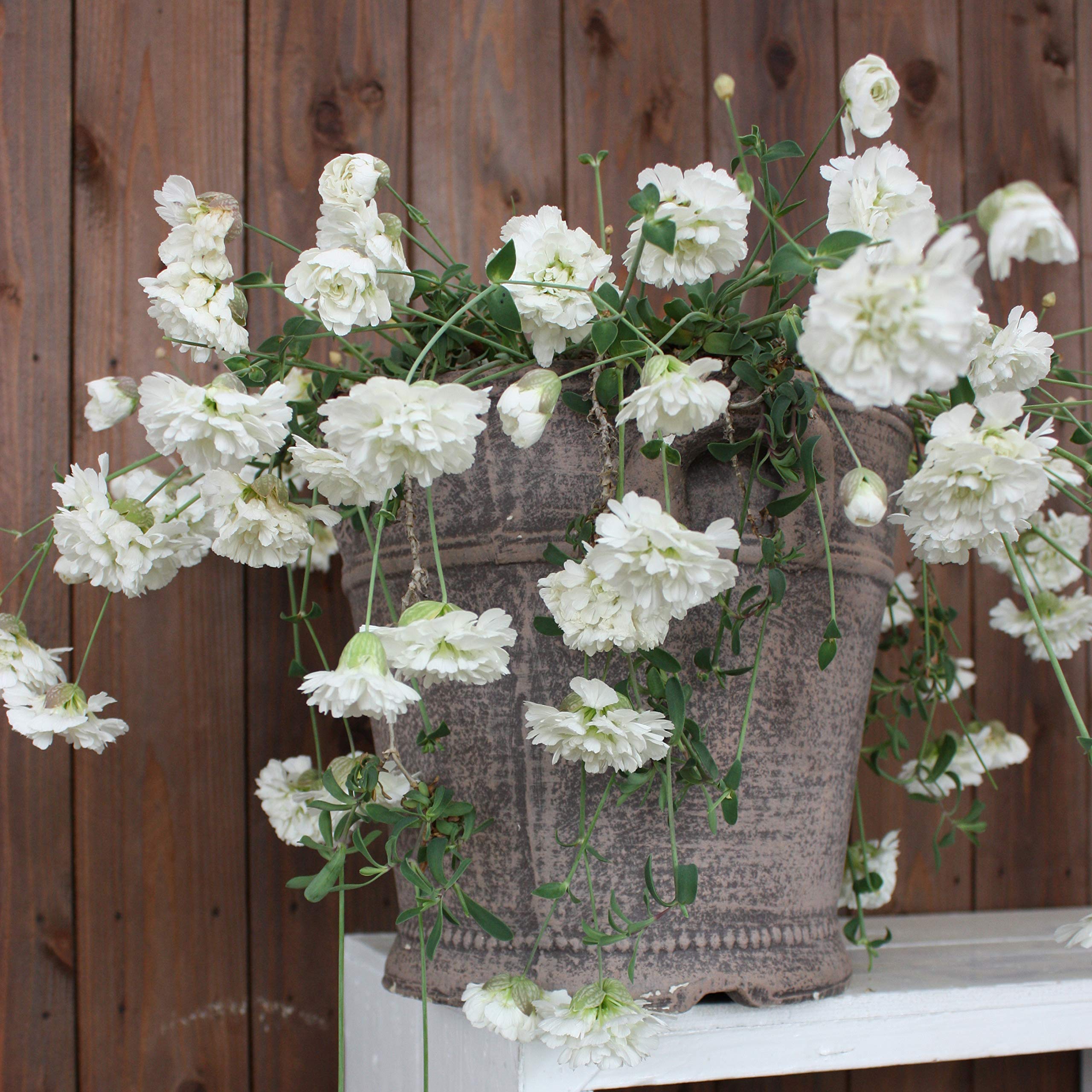 白花緑陰 Amazon | はなみどり シレネ スワンレイク 花苗 1株 | 花