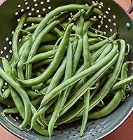 Burpee Blue Lake 274 Bush Bean Seeds - Heirloom, Container-Friendly, Prolific 5-6" Tender Pods, 2 oz Pack