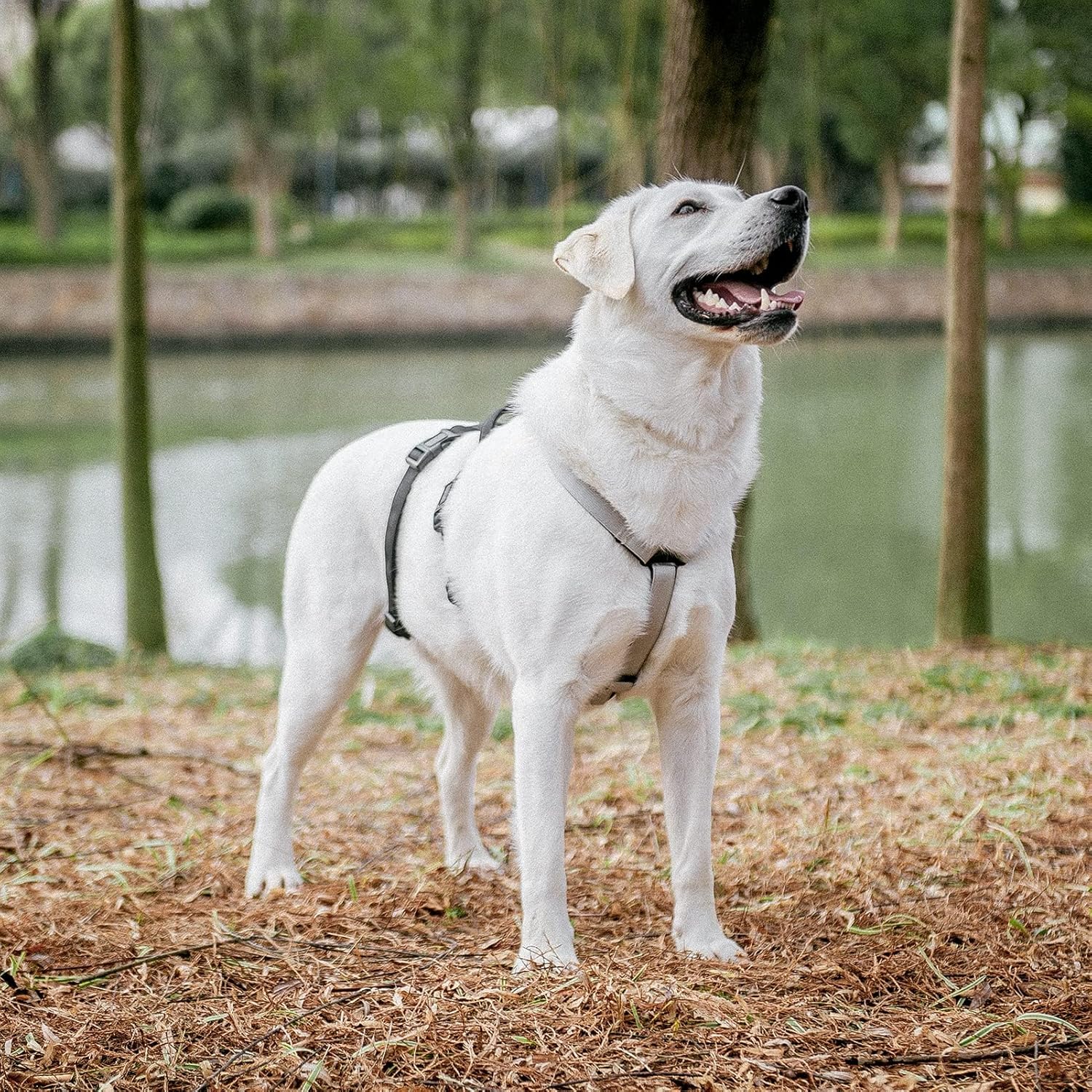 PUPTECK Escape Proof Dog Harness - No Pull Soft Padded Full Body Pet Halter Harness with Lift Handle for Small Medium Large Doggies Walking Hiking Hunting, SnowWhite & Black, M