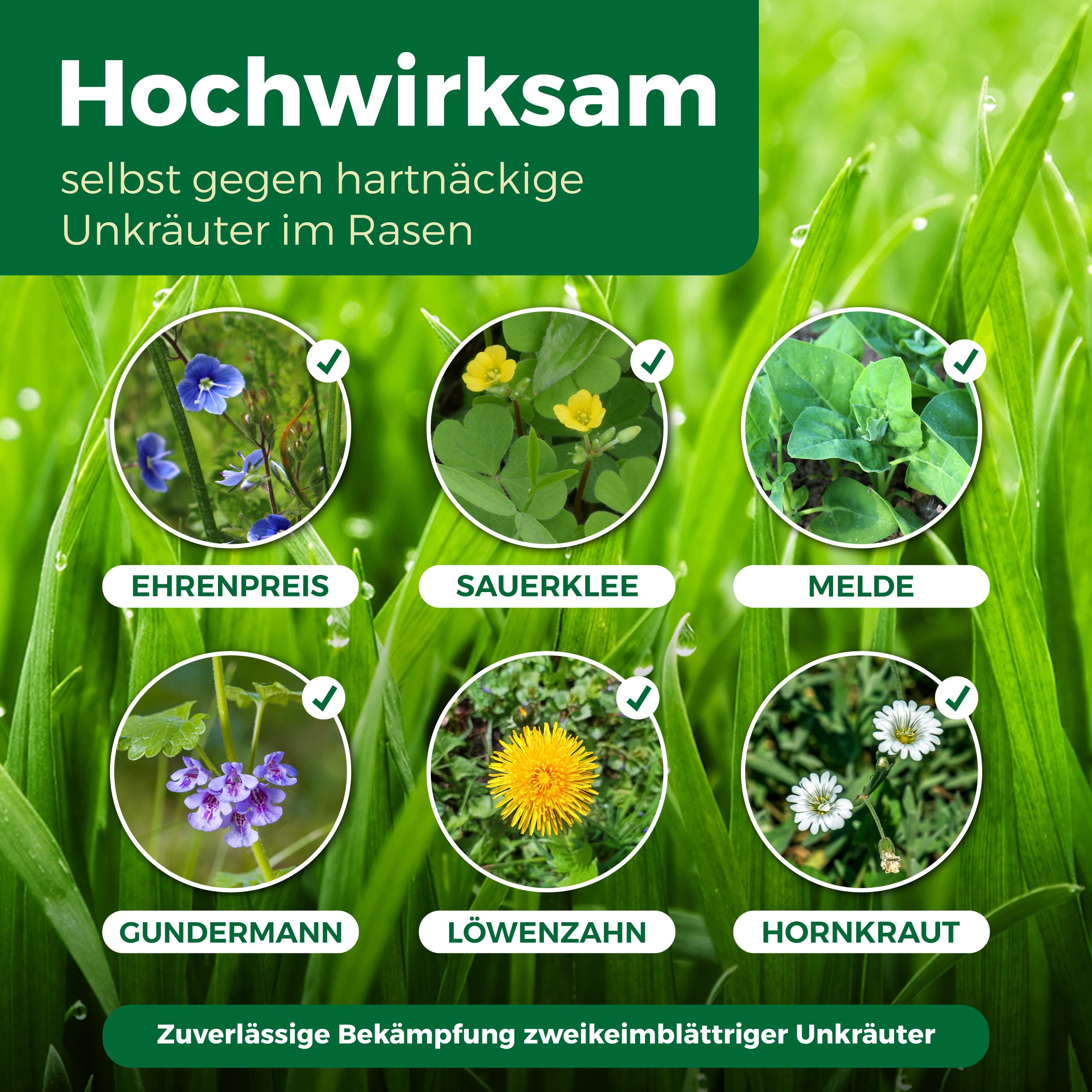 PROTECT GARDEN Universal-Rasenunkrautfrei Loredo Quattro Rasen-Unkrautvernichter gegen hartnäckige Unkräuter mit 4-fach Wirkung, 400 ml