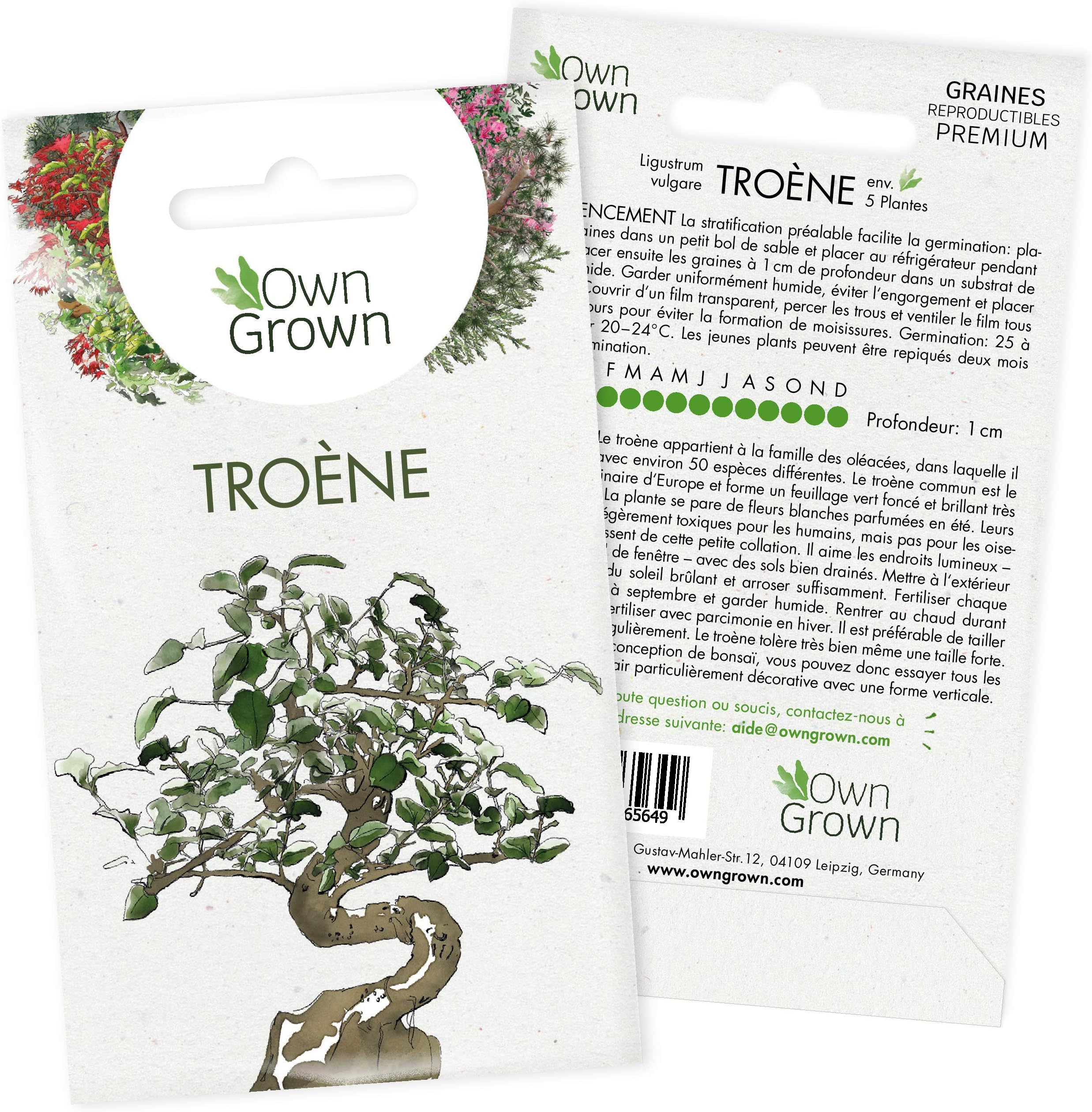 Kit De 7 Sachets De Graines De Bonsaï - Variétés Différentes - Pour Jardinage D'intérieur, Décoration, Cadeau