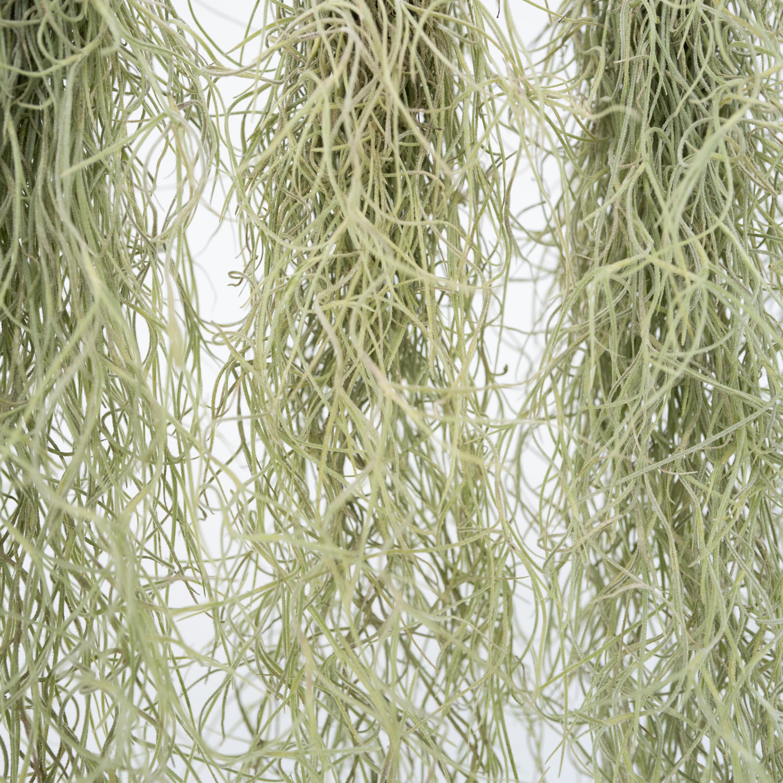 Plant in a Box - Tillandsia Usneoides - Set de 3 - Musgo español - Plantas de interior - Altura 25-40cm