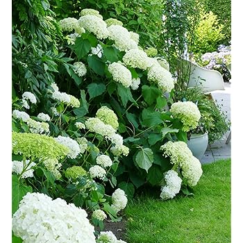 BALDURGarten FreilandHortensien 'Incrediball®', 1 Pflanze Hydrangea