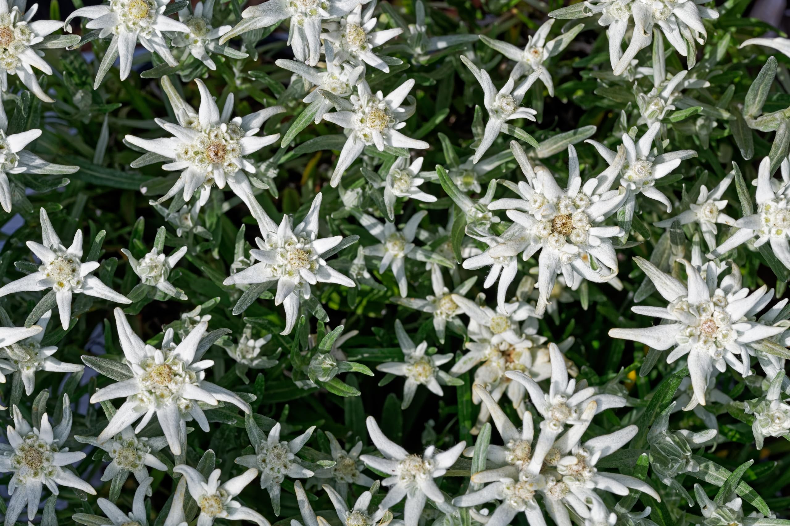 Stauden Gänge 10 x Leontopodium souliei 'Alpina White' Edelweiß winterhart