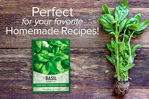 Miniatura 4 de Gardeners Basics Semillas de albahaca genovesa para plantar semillas de hierbas tradicionales sin OMG para el jardín de hierbas caseras son un gran