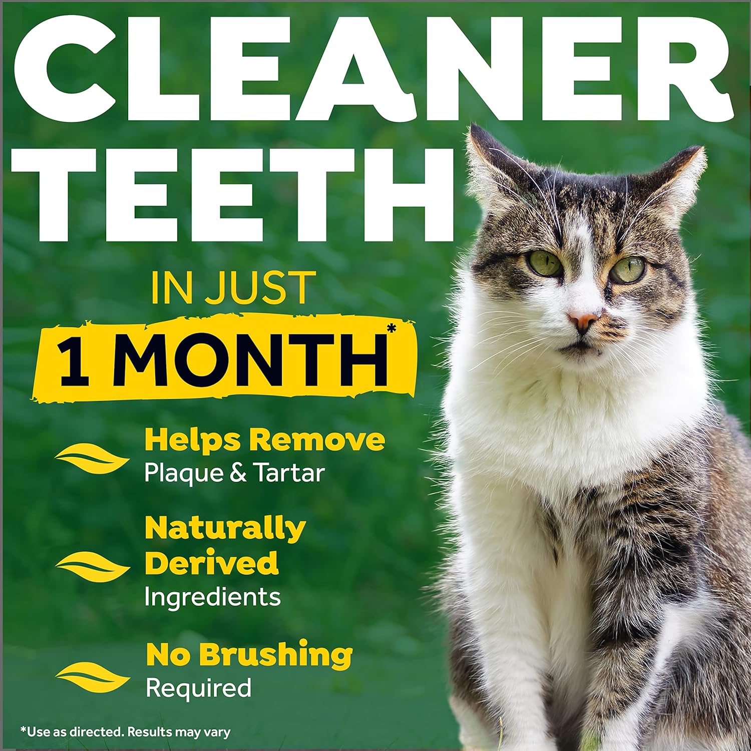 What To Feed Old Cat With Bad Teeth