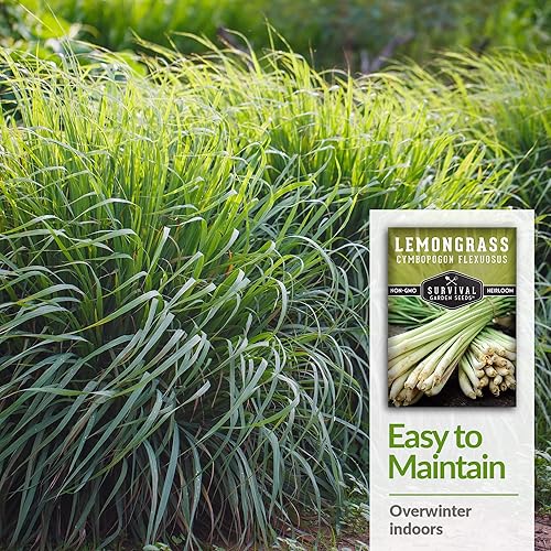 Miniatura 10 de Survival Garden Seeds - Semilla de limoncillo para plantar - 2 paquetes con instrucciones para plantar y cultivar plantas de limoncillo asiático