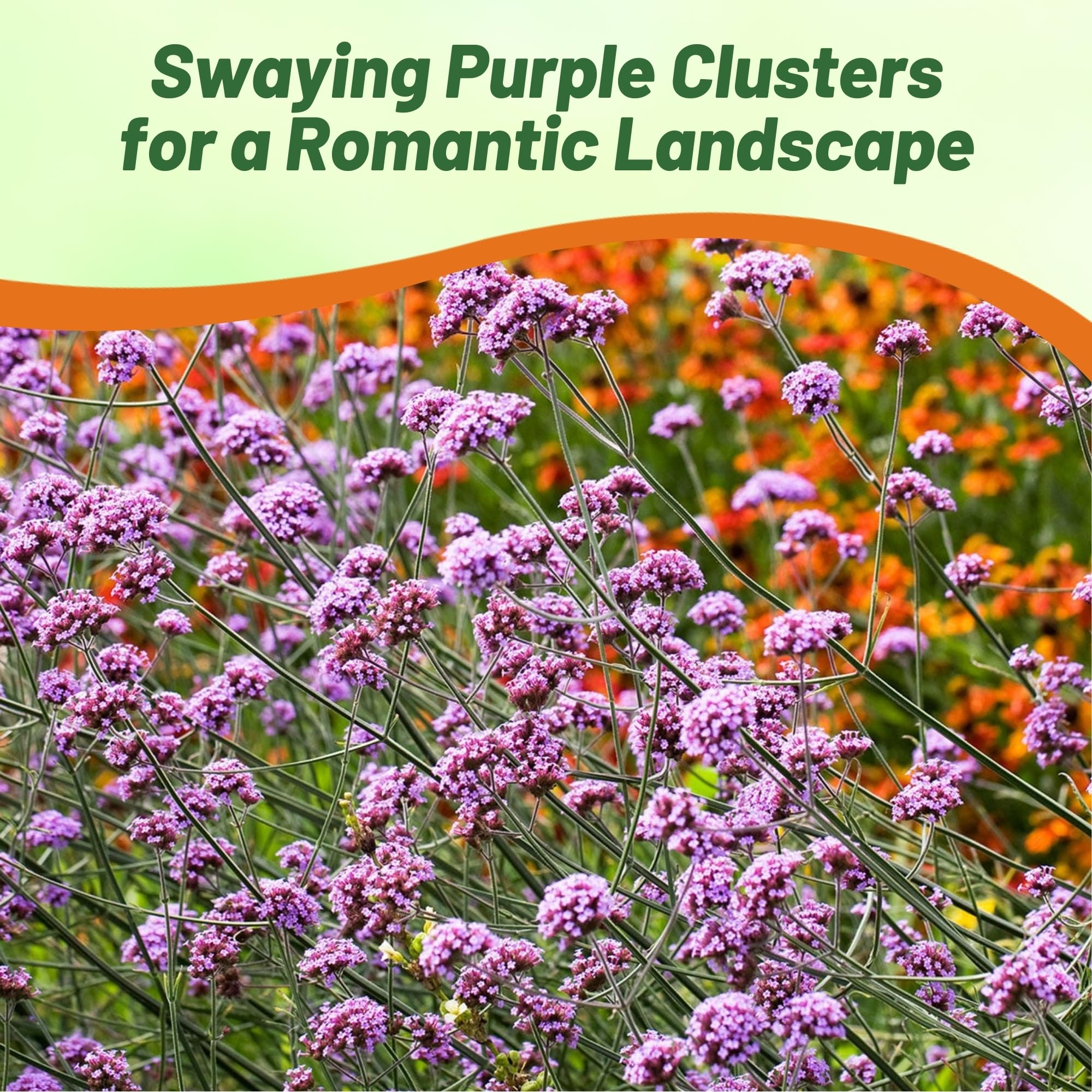 501+PURPLETOP VERVAIN Flower Seeds Native Wildflower Herb Tea Drought Container Rknchf5lqlzxsllz
