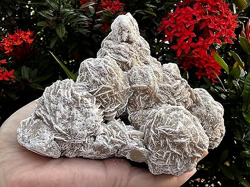 Miniatura 4 de Gran racimo de rosas del desierto, piedras naturales de selenita de rosa del desierto, rosa de yeso del desierto, cristal de rosa de selenita crudo,