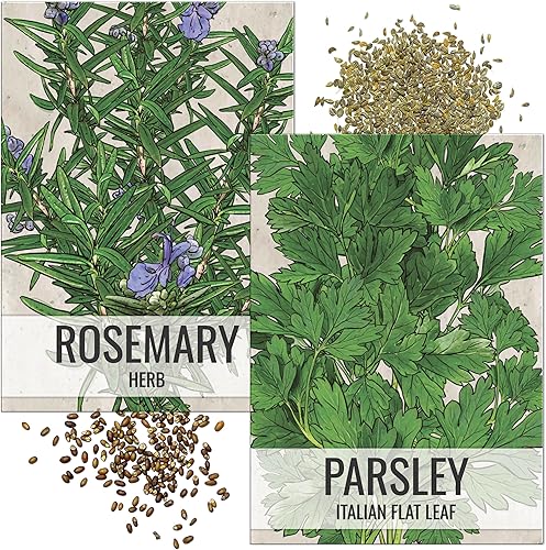 Seed Needs Semillas de romeroperejil italiano para plantar un jardín de hierbas de interior, reliquia sin OMG y semillas sin tratar para plantar una